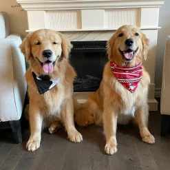 Dog Bandana - Spots